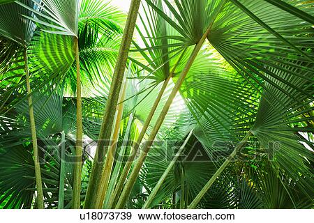 Stock Photo - Palm leaves. Fotosearch