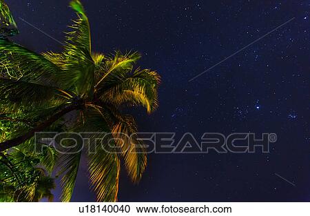 Stock Image - palm tree against starry sky. Fotosearch