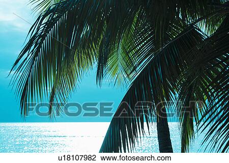 Palm tree and sea View Large Photo Image Stock Image - Palm tree and sea. Fotosearch