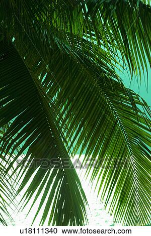 Palm tree and sea View Large Photo Image Stock Image - Palm tree and sea. Fotosearch
