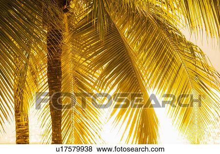 Stock Photo - Palm tree at sunset. Fotosearch