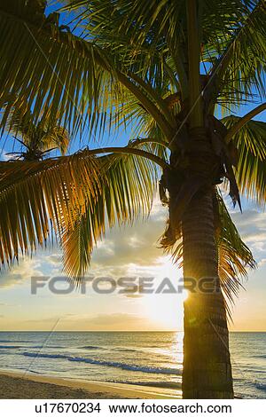 Palm tree on beach at sunset View Large Photo Image Picture - Palm tree on beach at sunset. Fotosearch