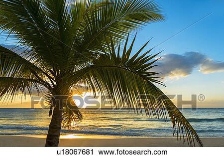 Palm tree on beach at sunset View Large Photo Image Stock Image - Palm tree on beach at sunset. Fotosearch