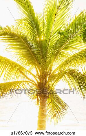 Palm tree View Large Photo Image Stock Image - Palm tree. Fotosearch