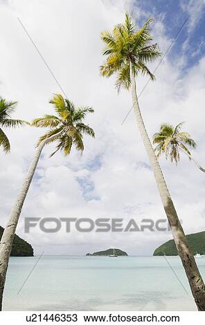 Palm trees by sea View Large Photo Image Stock Image - Palm trees by sea. Fotosearch