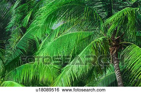 Palm trees View Large Photo Image Stock Photograph - Palm trees. Fotosearch