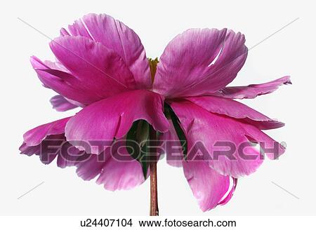 Peonia over white View Large Photo Image Picture - Peonia over white. Fotosearch