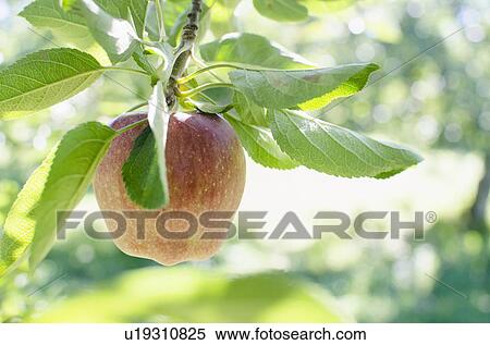 Stock Photography - Ripe apple hanging from branch. Fotosearch