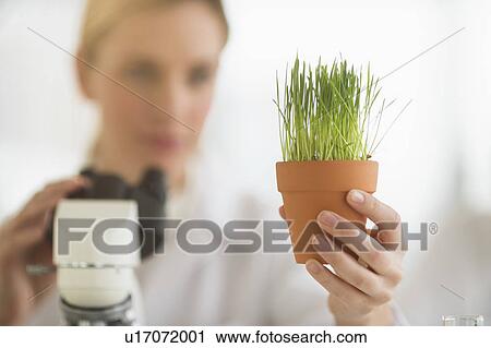 Scientist examining wheatgrass View Large Photo Image Stock Image - Scientist examining wheatgrass. Fotosearch
