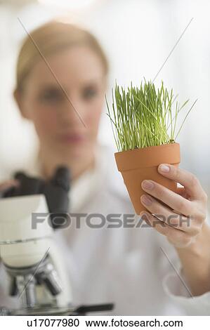 Scientist examining wheatgrass View Large Photo Image Stock Image - Scientist examining wheatgrass. Fotosearch