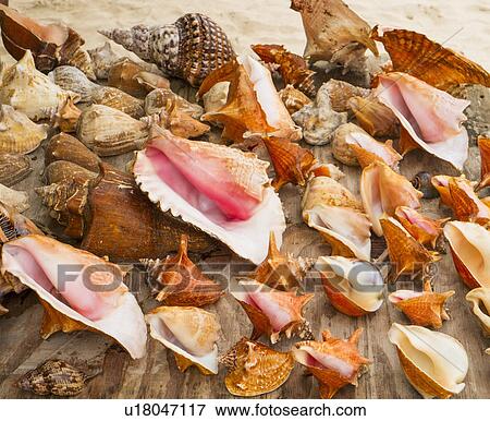 Stock Photo - Sea shells for sale . Fotosearch