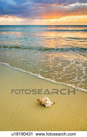 Shell on beach at sunset View Large Photo Image Stock Image - Shell on beach at sunset. Fotosearch