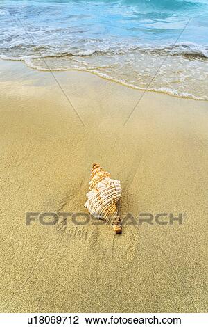 Stock Image - Shell on beach. Fotosearch