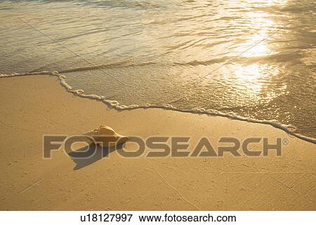 Shell on beach View Large Photo Image Stock Photo - Shell on beach. Fotosearch