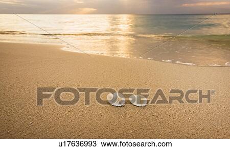 Stock Image - Shells on beach. Fotosearch