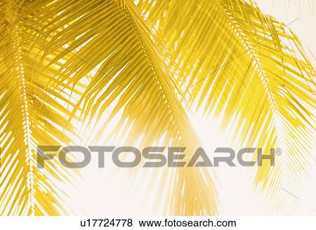 Silhouette of palm leaves View Large Photo Image Stock Photo - Silhouette of palm leaves. Fotosearch