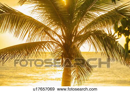 Silhouette of palm tree View Large Photo Image Stock Photo - Silhouette of palm tree. Fotosearch