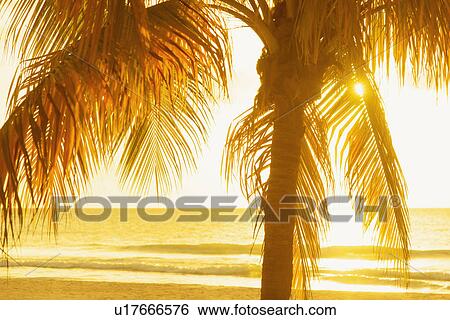 Silhouette of palm tree View Large Photo Image Stock Photograph - Silhouette of palm tree. Fotosearch