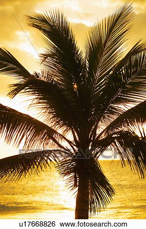 Silhouette of palm tree View Large Photo Image Stock Photograph - Silhouette of palm tree. Fotosearch