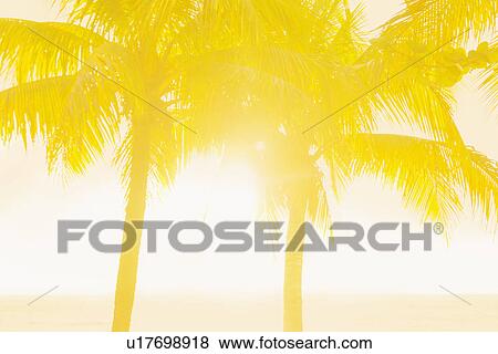 Stock Photo - Silhouette of palm trees. Fotosearch