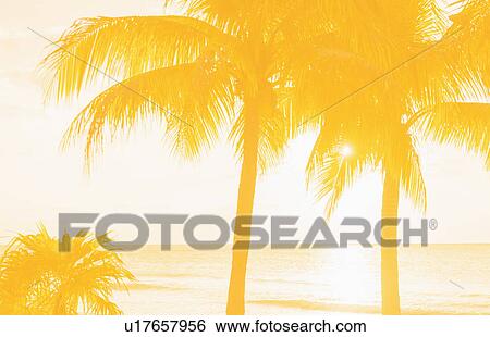 Silhouette of palm trees View Large Photo Image Stock Photograph - Silhouette of palm trees. Fotosearch
