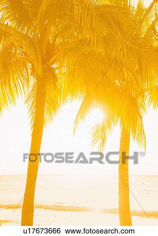 Silhouette of palm trees View Large Photo Image Stock Photograph - Silhouette of palm trees. Fotosearch