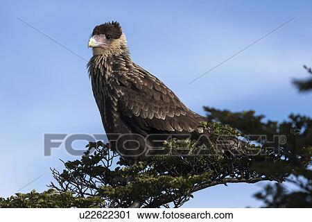 Southern Crested Caracara (Caracara plancus) perching on branch View Large Photo Image Stock Image - Southern Crested Caracara (Caracara plancus) perching on branch. Fotosearch