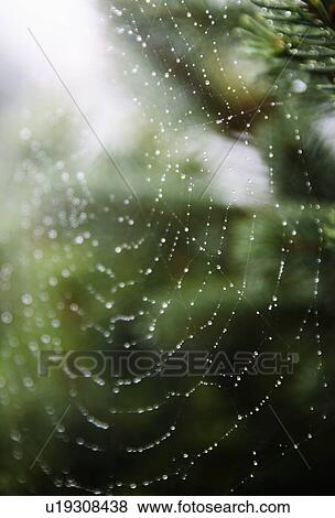 Spider net with drops of morning dew View Large Photo Image Stock Photo - Spider net with drops of morning dew. Fotosearch