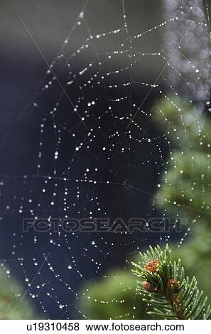 Spider net with drops of morning dew View Large Photo Image Stock Photo - Spider net with drops of morning dew. Fotosearch