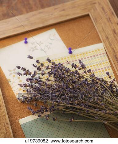 Stock Image - Studio Shot of lavender and cork board. Fotosearch