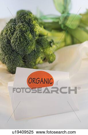 Studio Shot of organic broccoli View Large Photo Image Stock Photography - Studio Shot of organic broccoli. Fotosearch