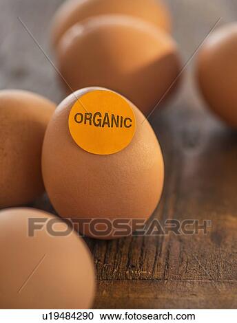 Studio Shot of organic eggs View Large Photo Image Stock Image - Studio Shot of organic eggs. Fotosearch