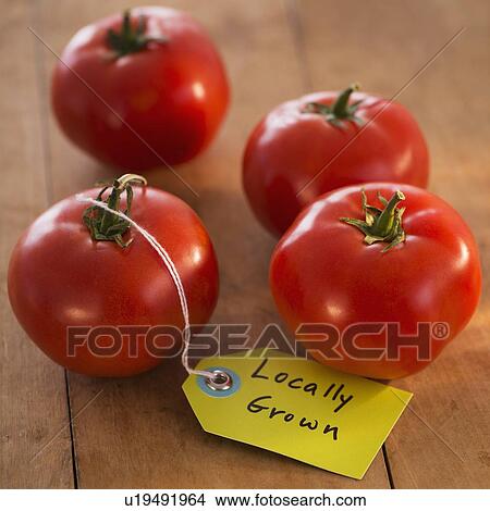 Studio Shot of tomatoes View Large Photo Image Picture - Studio Shot of tomatoes. Fotosearch
