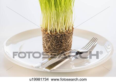 Studio Shot of wheatgrass View Large Photo Image Picture - Studio Shot of wheatgrass. Fotosearch