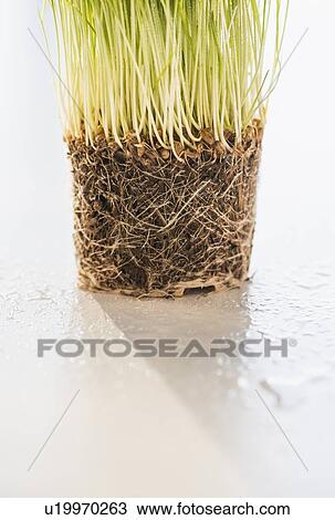 Stock Image - Studio Shot of wheatgrass. Fotosearch