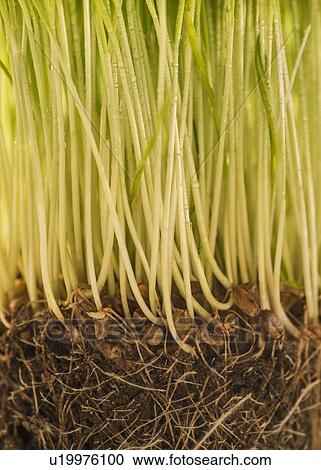 Stock Image - Studio Shot of wheatgrass. Fotosearch
