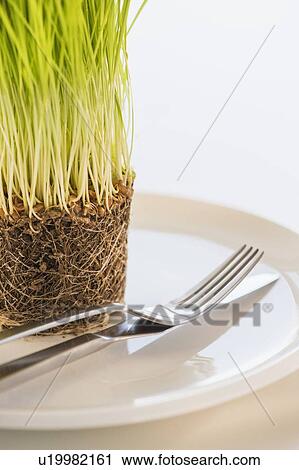 Stock Image - Studio Shot of wheatgrass. Fotosearch