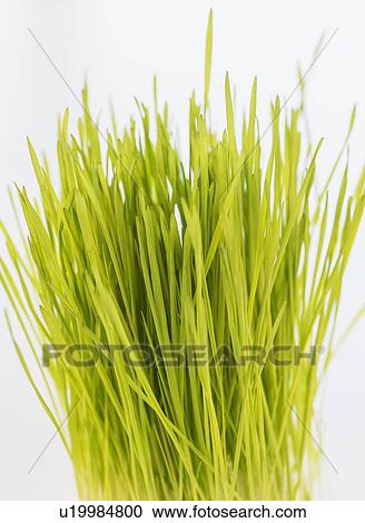 Studio Shot of wheatgrass View Large Photo Image Stock Image - Studio Shot of wheatgrass. Fotosearch