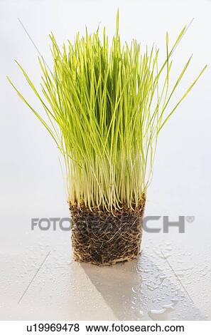 Studio Shot of wheatgrass View Large Photo Image Stock Photo - Studio Shot of wheatgrass. Fotosearch