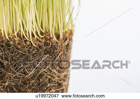 Studio Shot of wheatgrass View Large Photo Image Stock Photo - Studio Shot of wheatgrass. Fotosearch