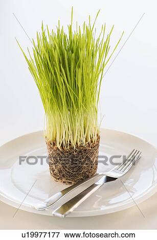 Studio Shot of wheatgrass View Large Photo Image Stock Photo - Studio Shot of wheatgrass. Fotosearch