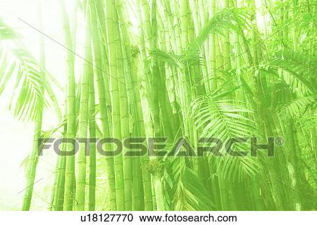 Stock Image - Sunlit bamboo grove. Fotosearch