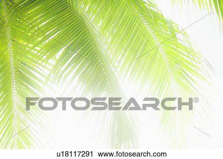 Sunlit palm leaves View Large Photo Image Stock Image - Sunlit palm leaves. Fotosearch