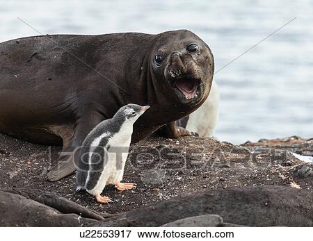 Symbiosis between seal elephant and penguin View Large Photo Image Stock Photo - Symbiosis between seal elephant and penguin. Fotosearch