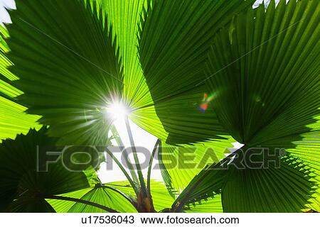 Tropical foliage View Large Photo Image Stock Image - Tropical foliage. Fotosearch