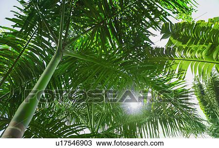 Tropical foliage View Large Photo Image Stock Image - Tropical foliage. Fotosearch