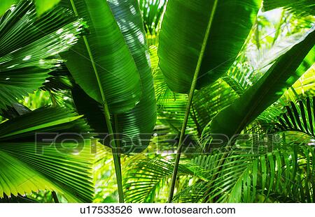 Tropical foliage View Large Photo Image Stock Photograph - Tropical foliage. Fotosearch