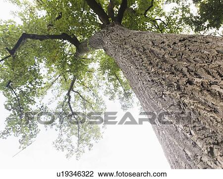 Upward view of old tree View Large Photo Image Stock Image - Upward view of old tree. Fotosearch
