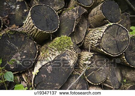View of cut tree trunks View Large Photo Image Stock Photo - View of cut tree trunks. Fotosearch