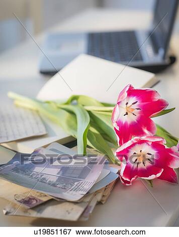 View of flowers, photography and laptop View Large Photo Image Stock Photo - View of flowers, photography and laptop. Fotosearch